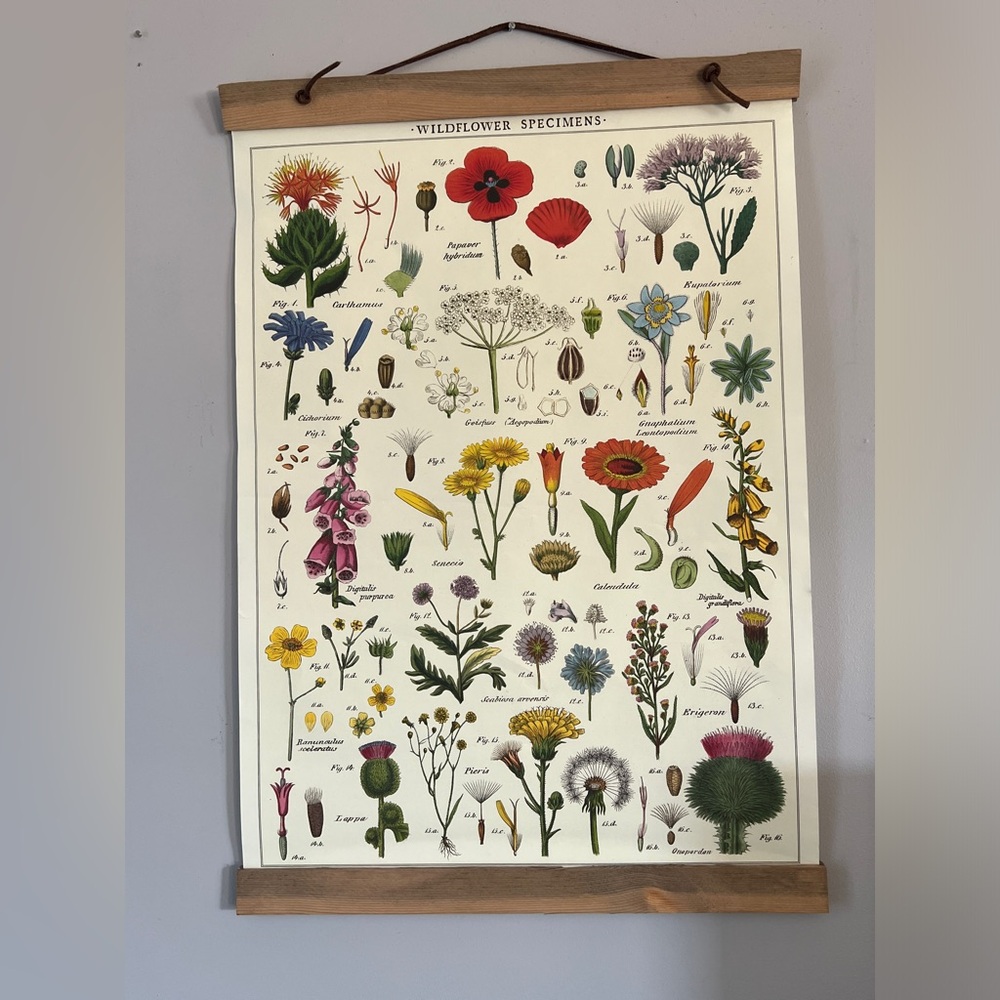 Wildflower Specimens hanging wall art